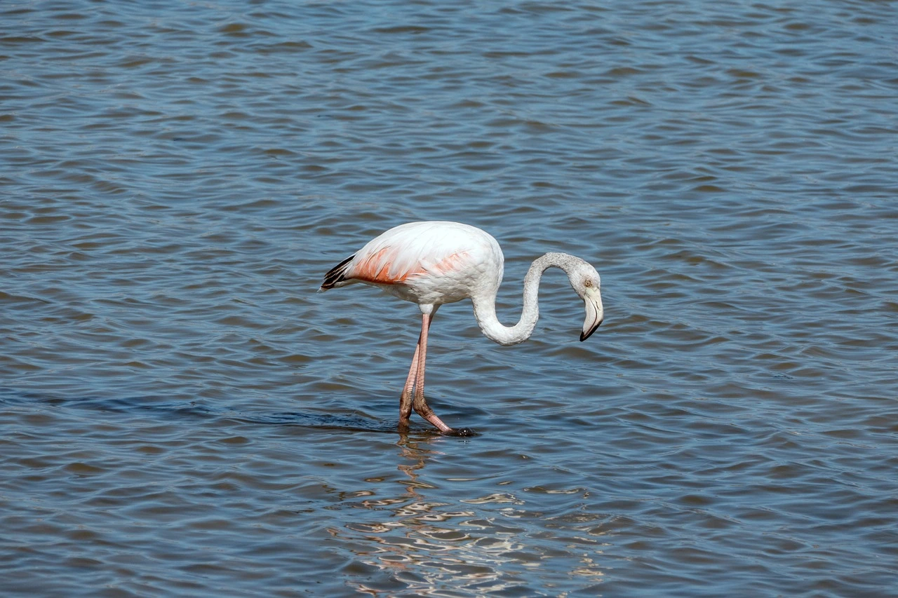 Flamand rose sardaigne