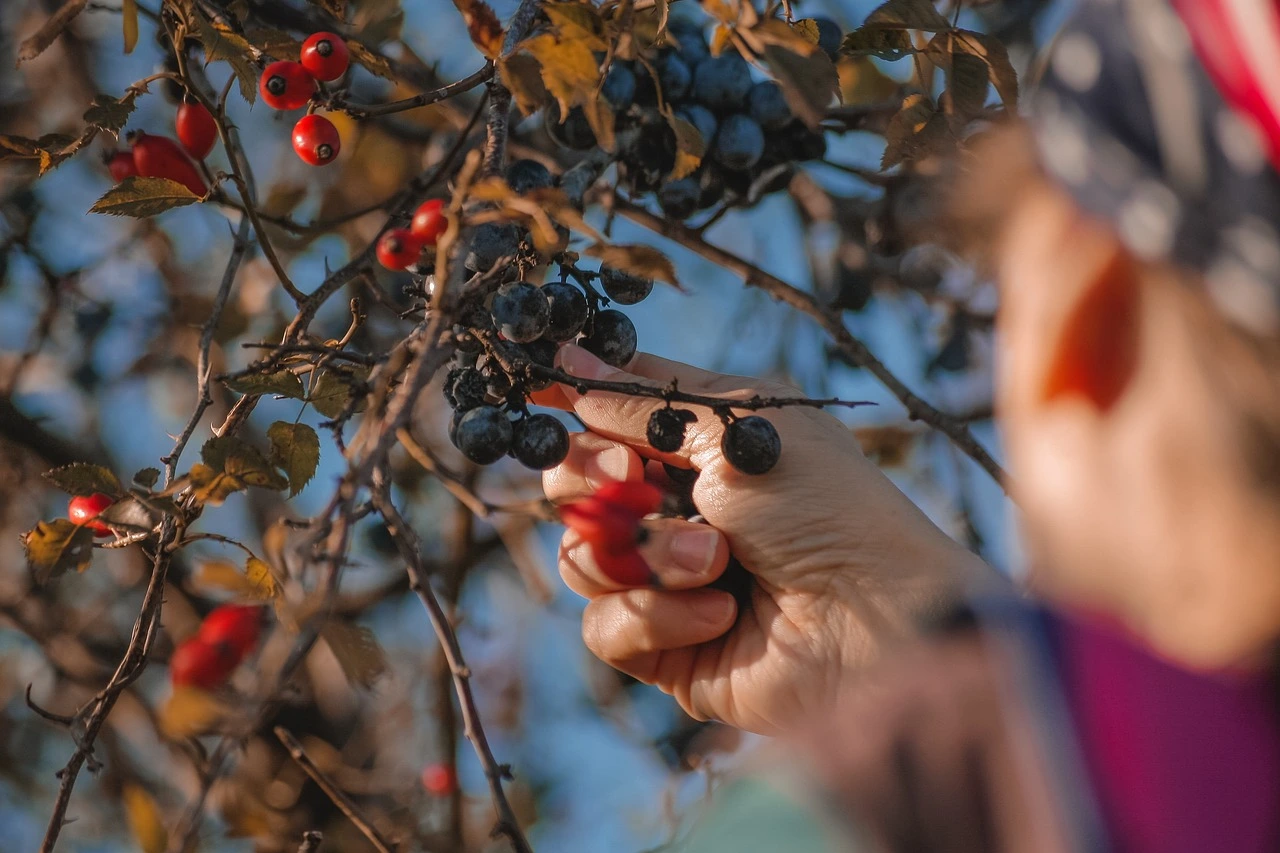 cueillette fruits